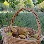 Castell Rose Bed & Breakfast 4*