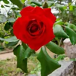 Bed & Breakfast Castell Rose Prades (Pyrenees-Orientales)
