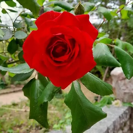 Bed & Breakfast Castell Rose Prades (Pyrenees-Orientales)